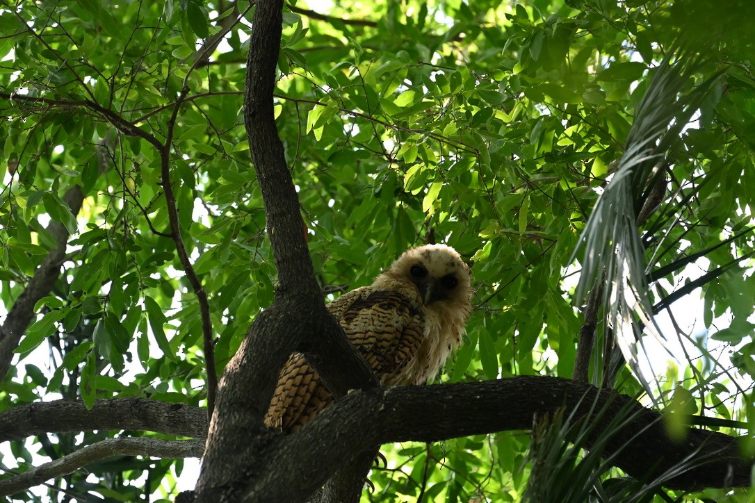 Pel's Fishing-Owl - ML645147109