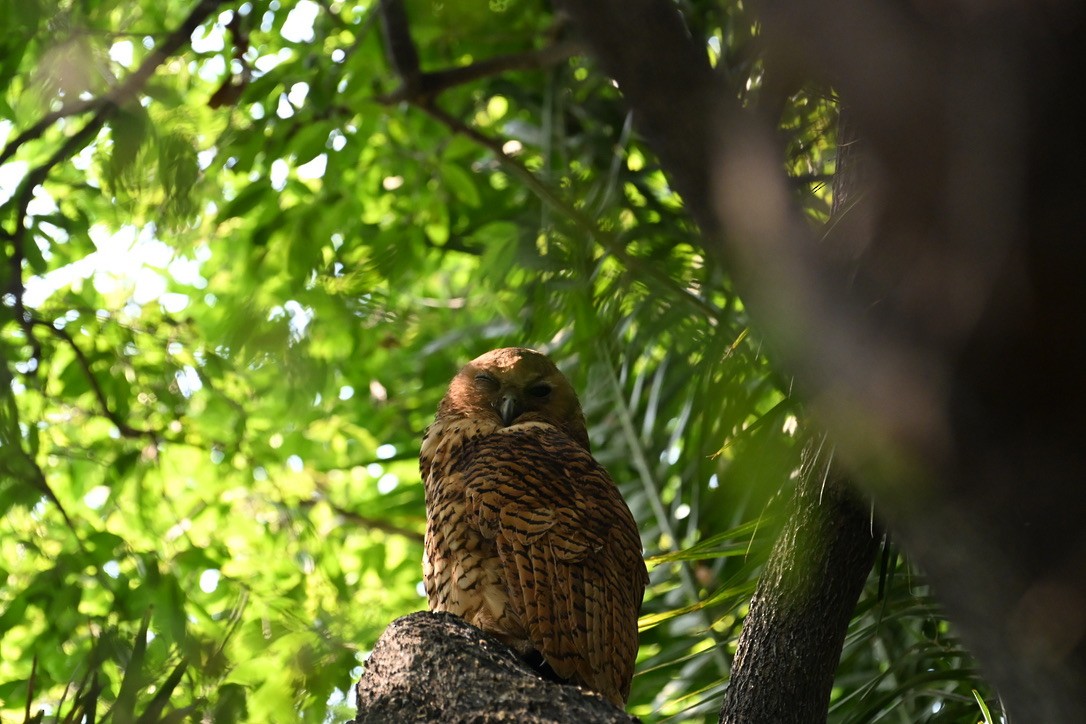 Pel's Fishing-Owl - ML645147112