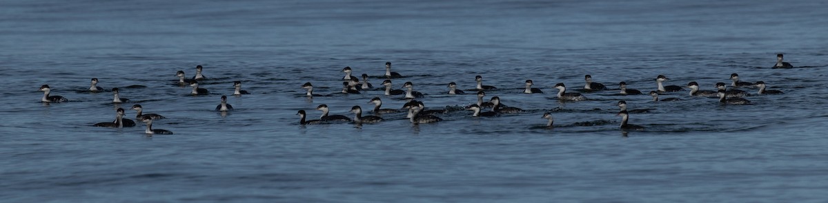 ミミカイツブリ - ML645147113