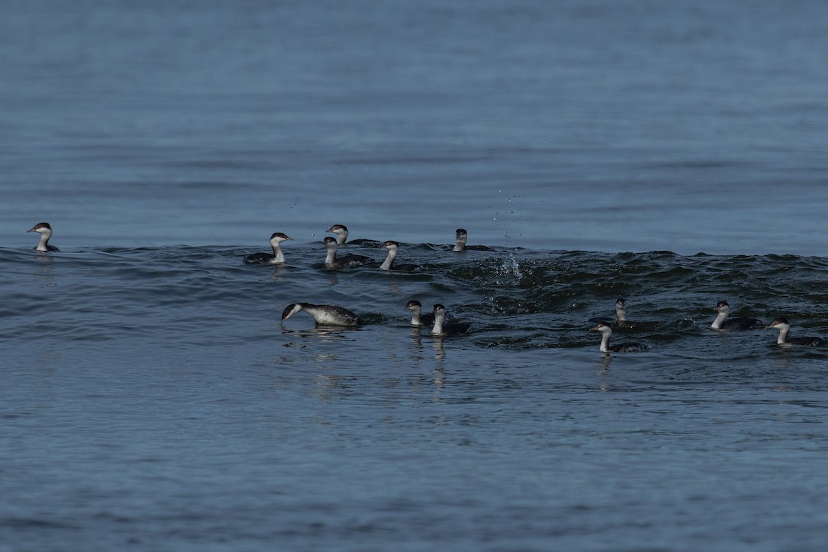 ミミカイツブリ - ML645147114