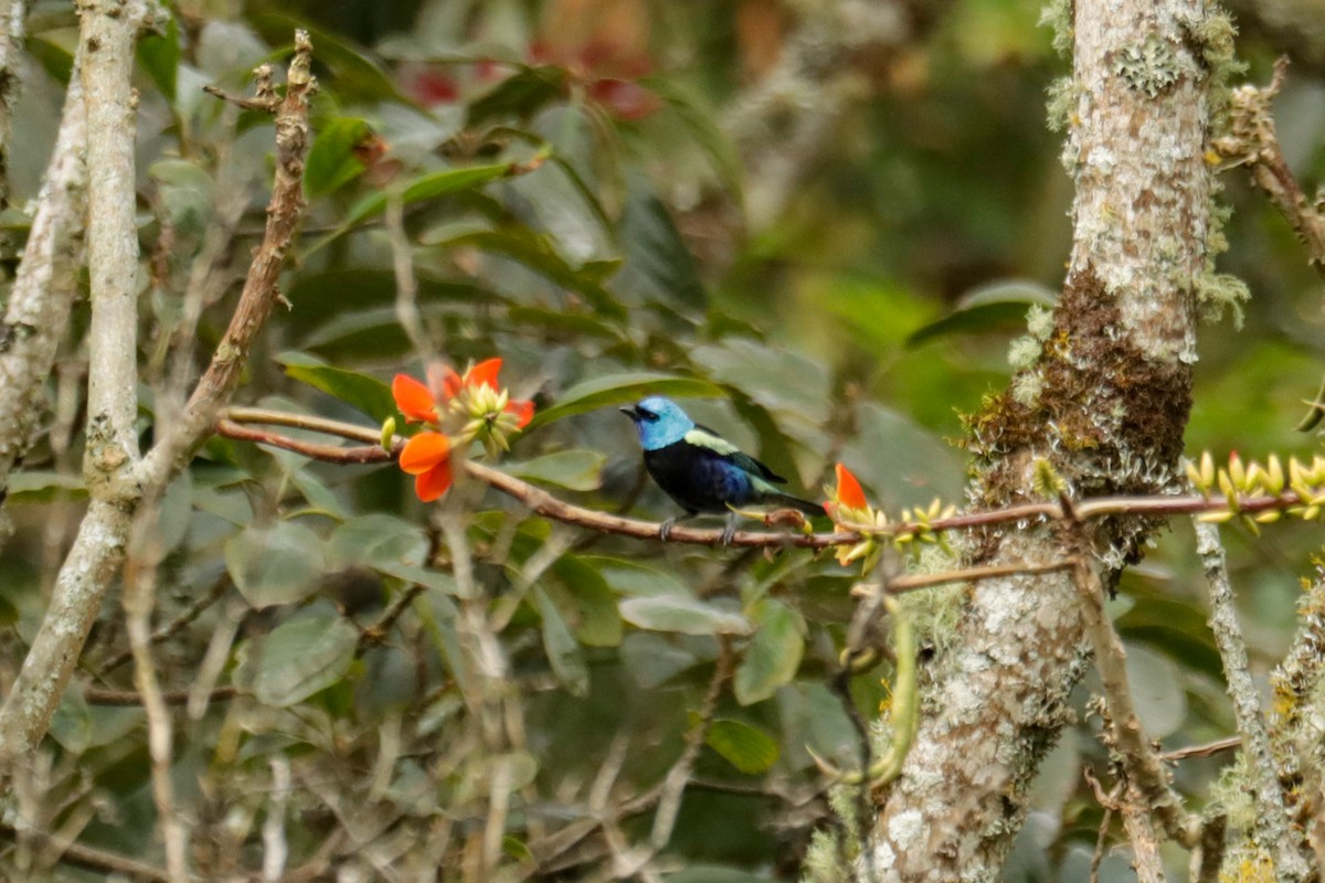 Blue-necked Tanager - ML645147115