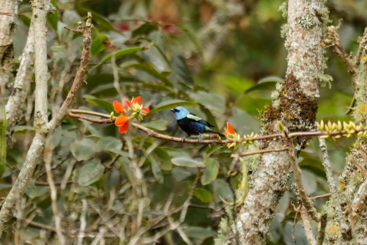 Blue-necked Tanager - ML645147116