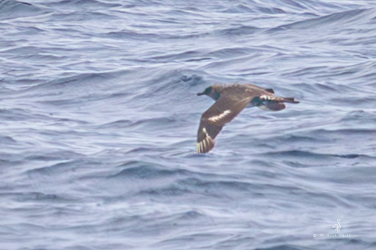 Marikaka isatsbihurra - ML645147117