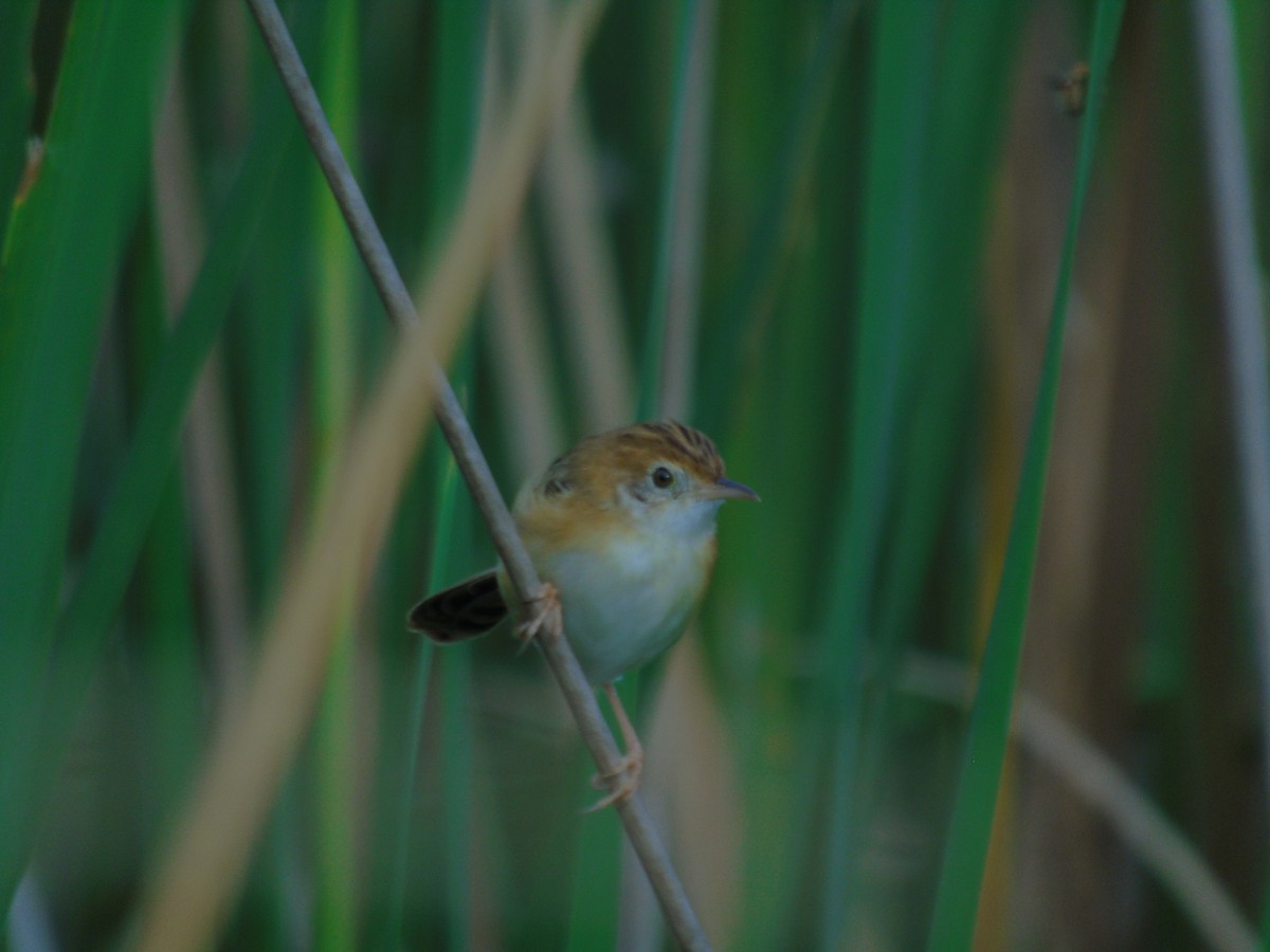 Golden-headed Cisticola - ML645147124
