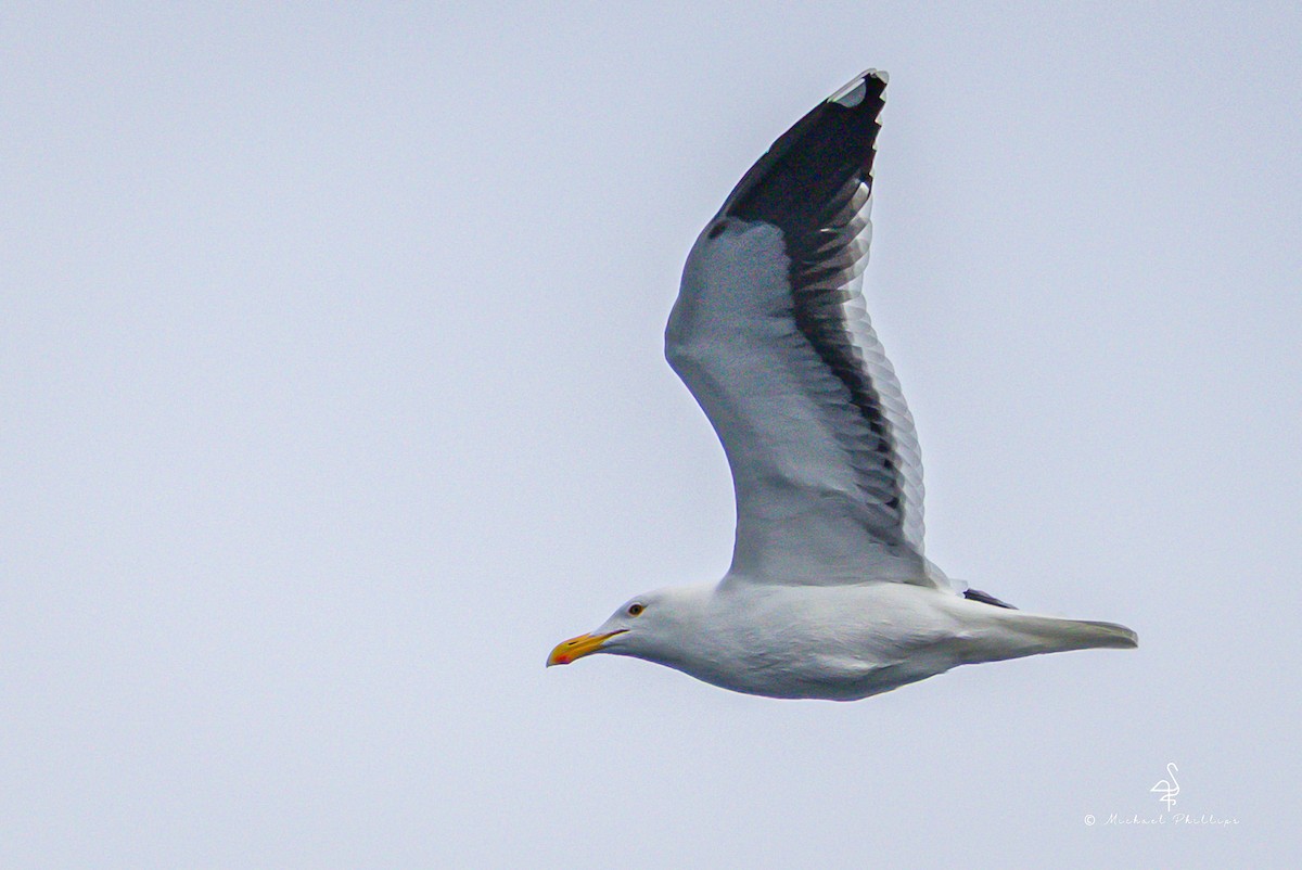 Western Gull - ML645147127