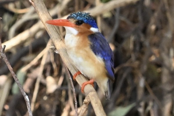 Malachite Kingfisher - ML645147129
