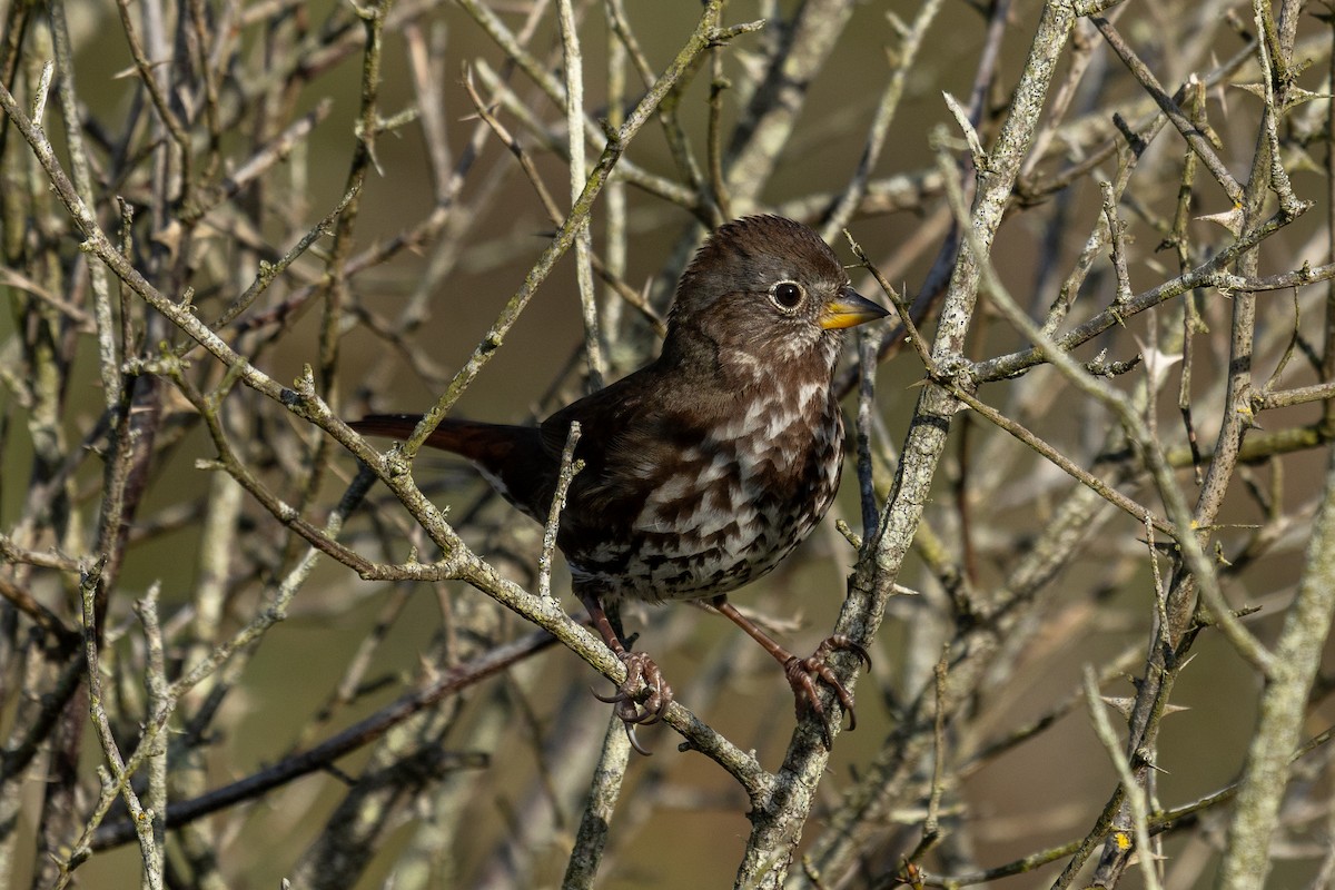 Fox Sparrow - ML645147130