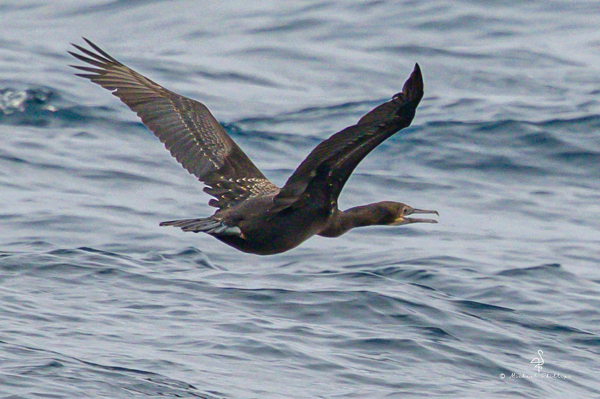 Brandt's Cormorant - ML645147131