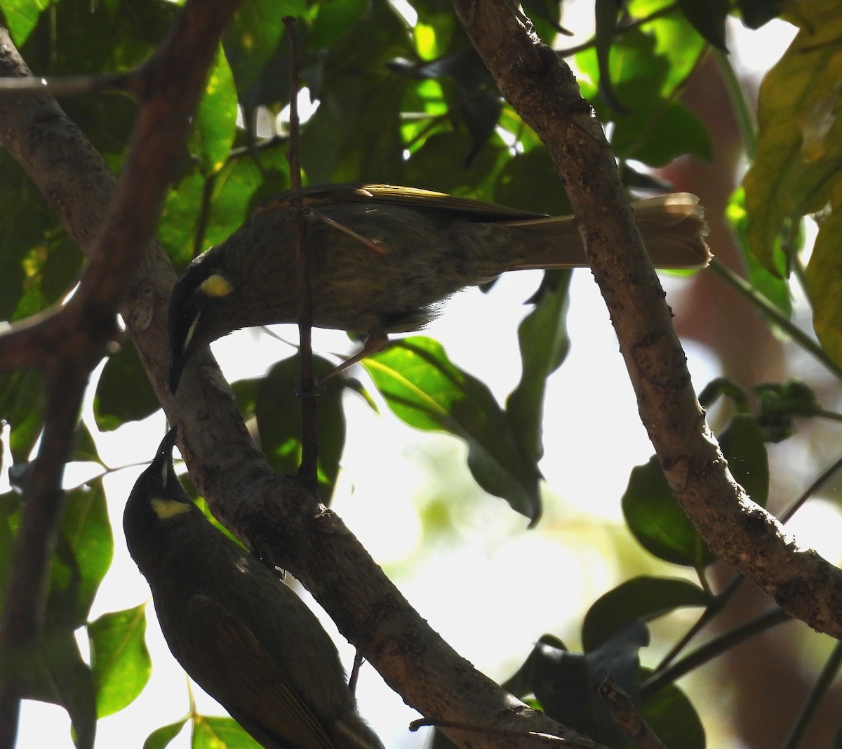 Lewin's Honeyeater - ML645147134