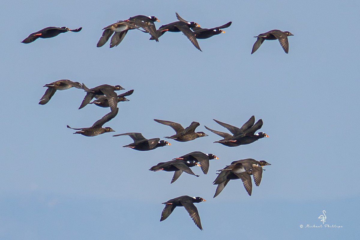 Ahatebeltz kopetazuria - ML645147135