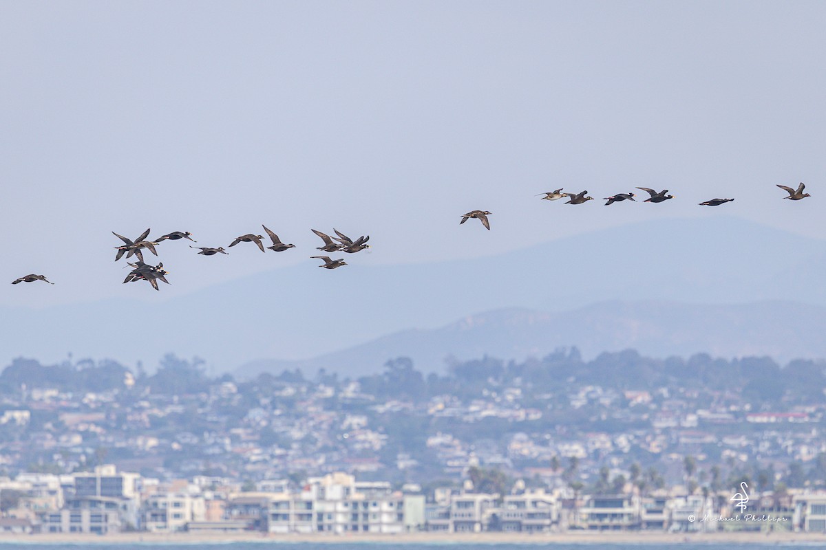 Ahatebeltz kopetazuria - ML645147136