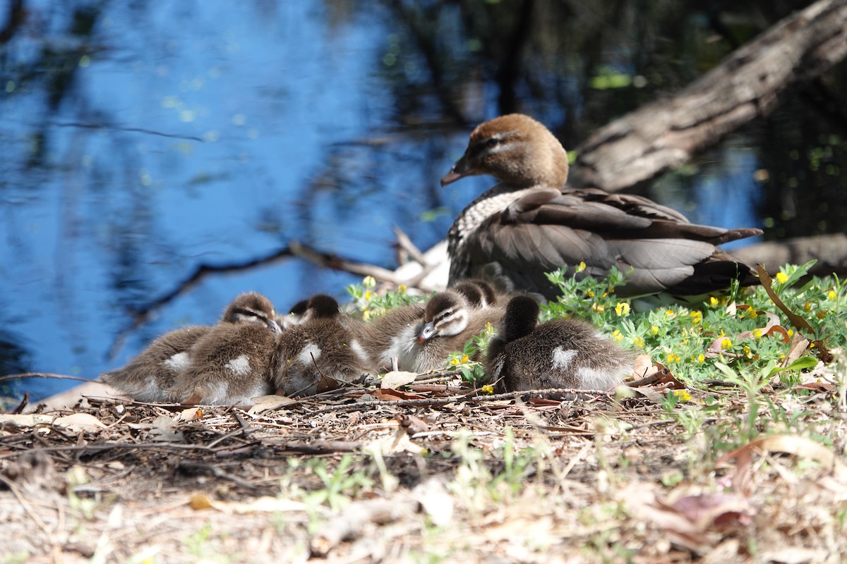Maned Duck - ML645147141