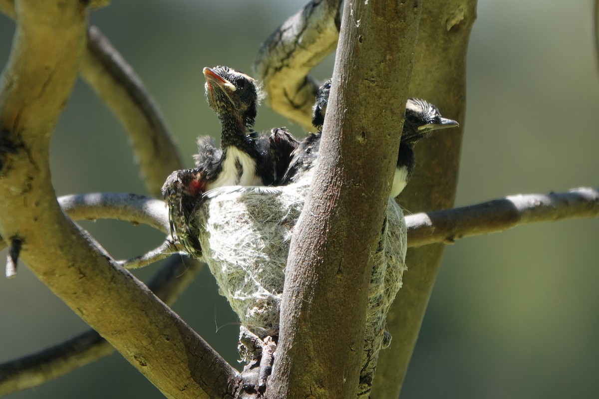 Willie-wagtail - ML645147145