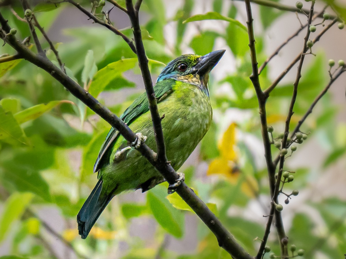 Mountain Barbet - ML645147146