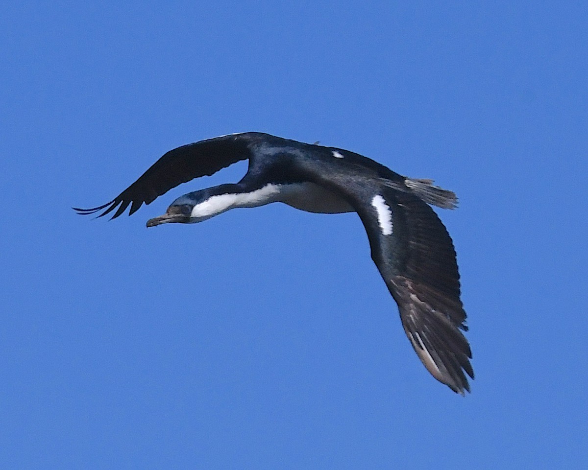 Imperial Cormorant (Blue-eyed) - ML645147147