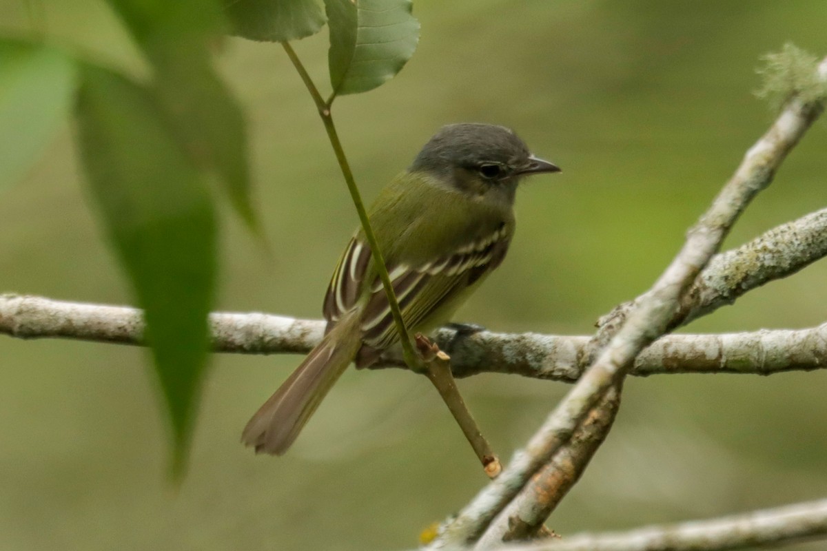 Yellow-olive Flatbill - ML645147149