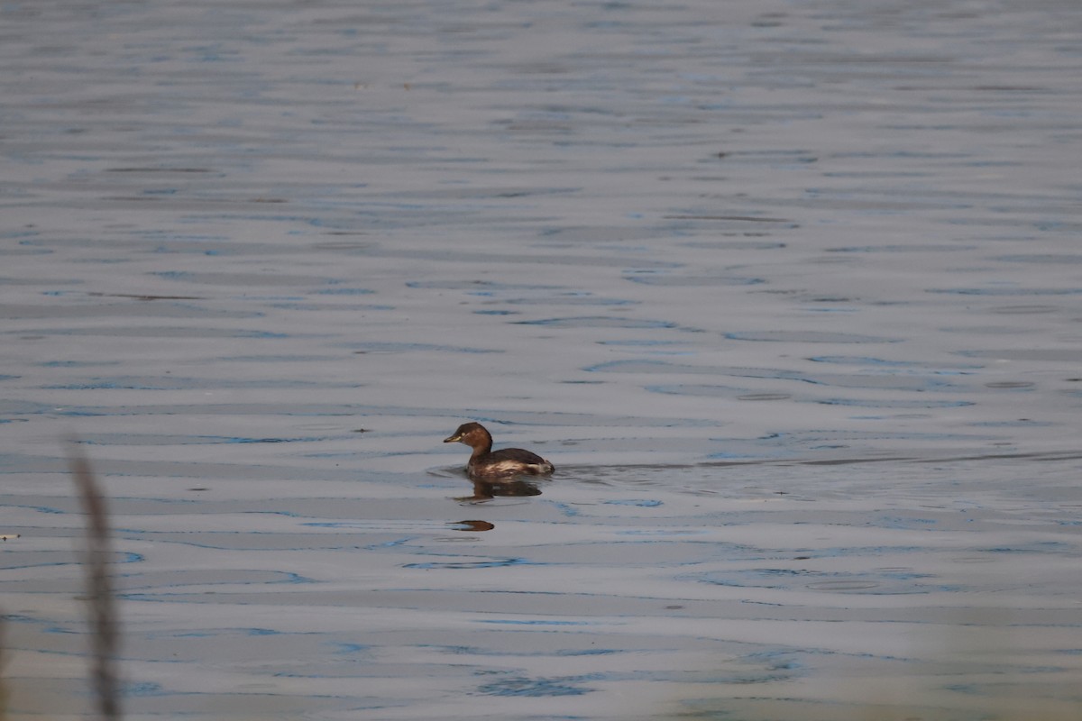 小鸊鷉 - ML645147150