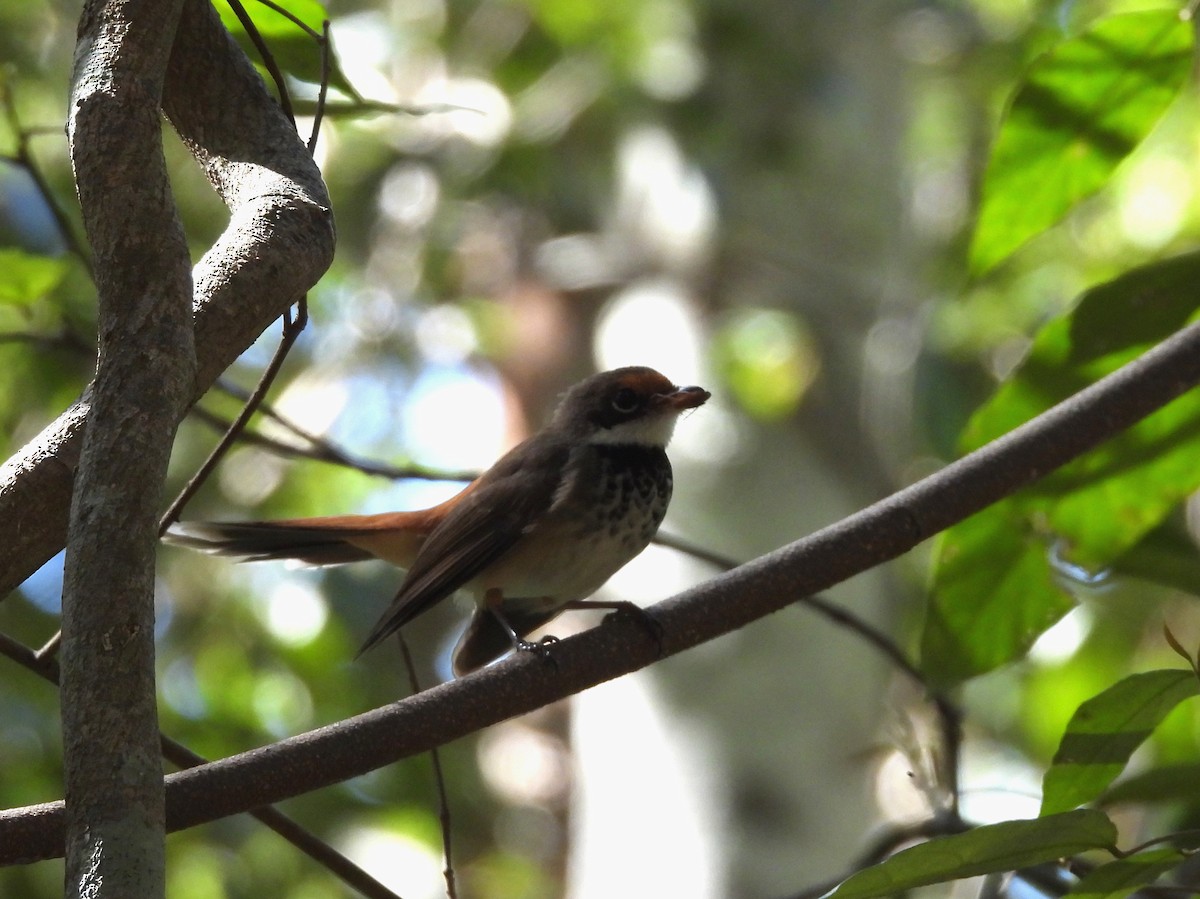 Australian Rufous Fantail - ML645147151