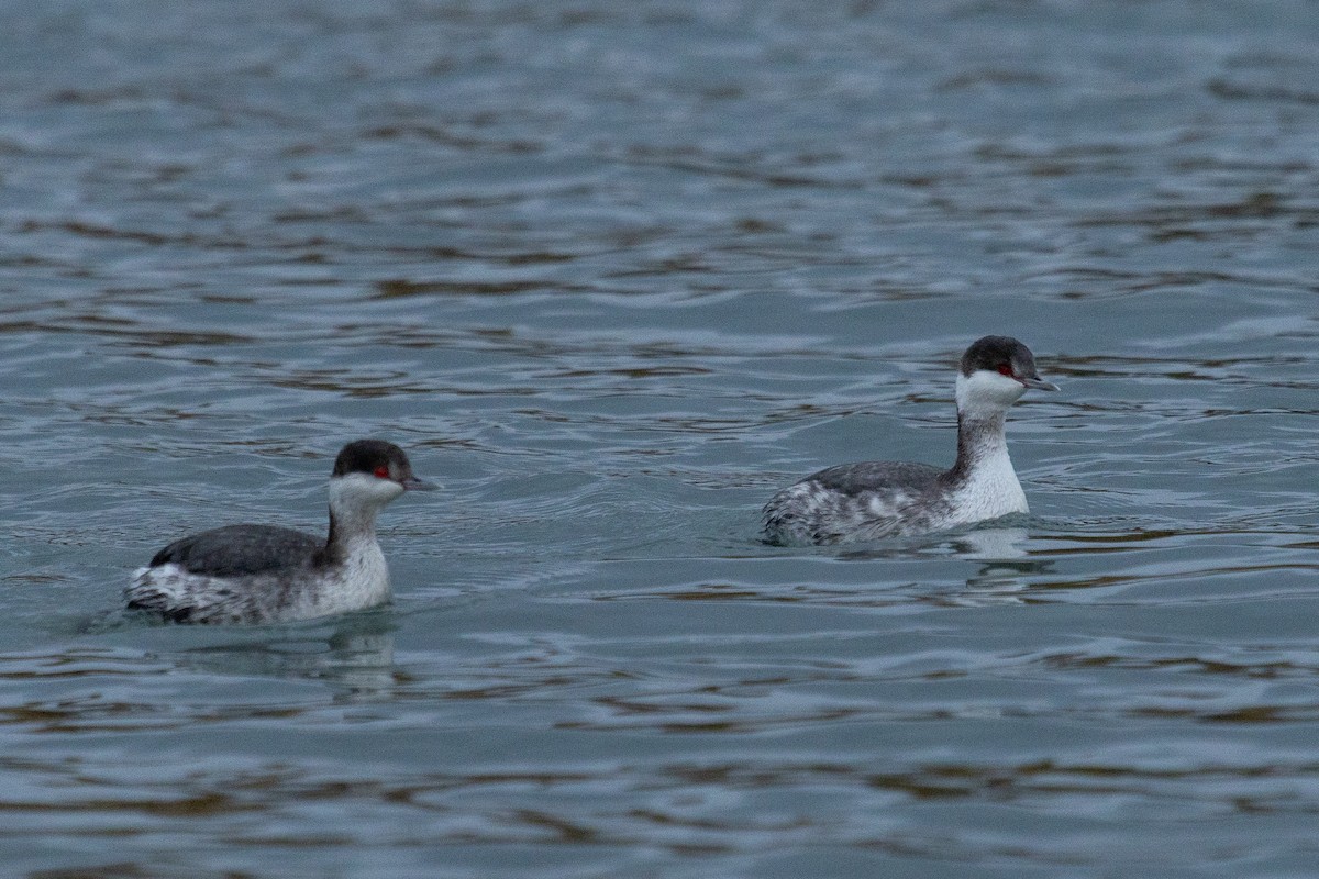 角鸊鷉 - ML645147154