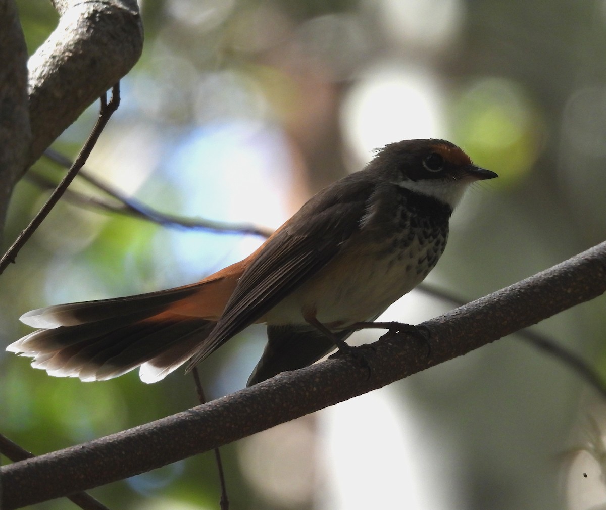 Australian Rufous Fantail - ML645147155