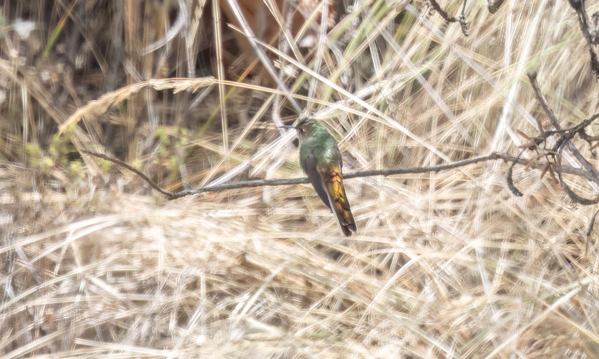 Red-tailed Comet - ML645147156