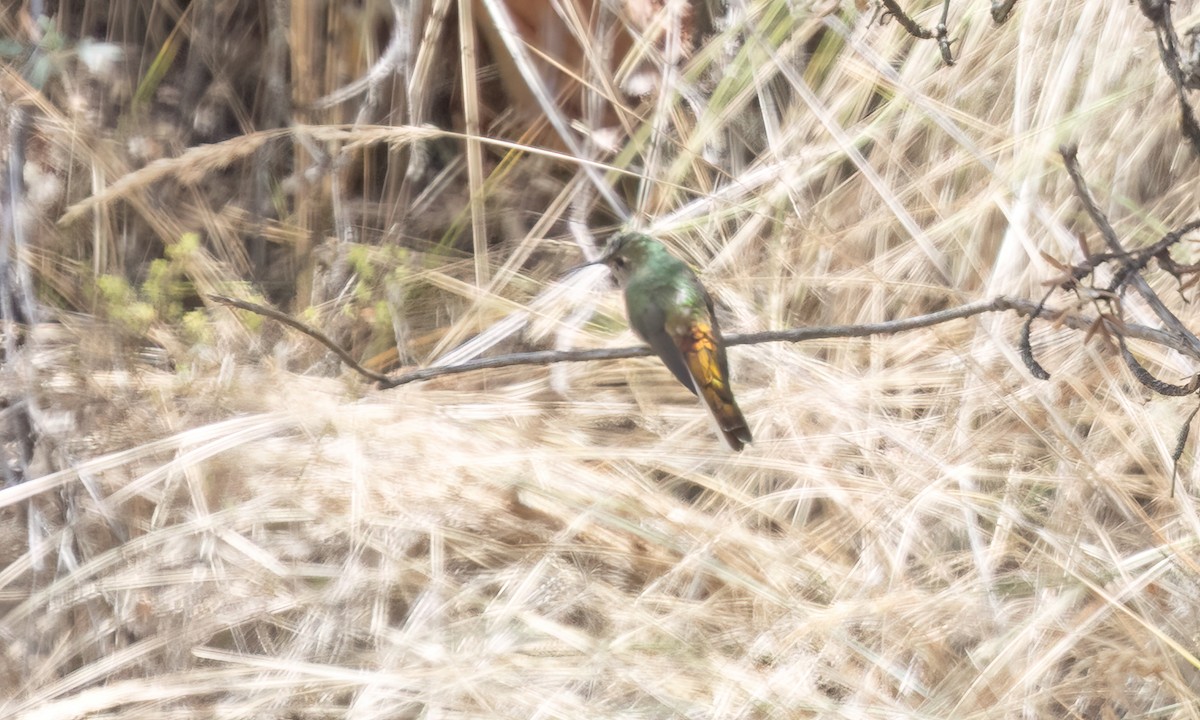 Red-tailed Comet - ML645147157