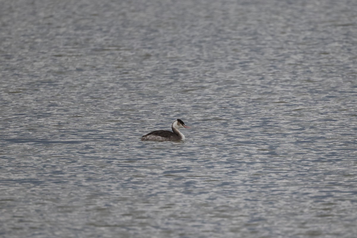 冠鸊鷉 - ML645147158