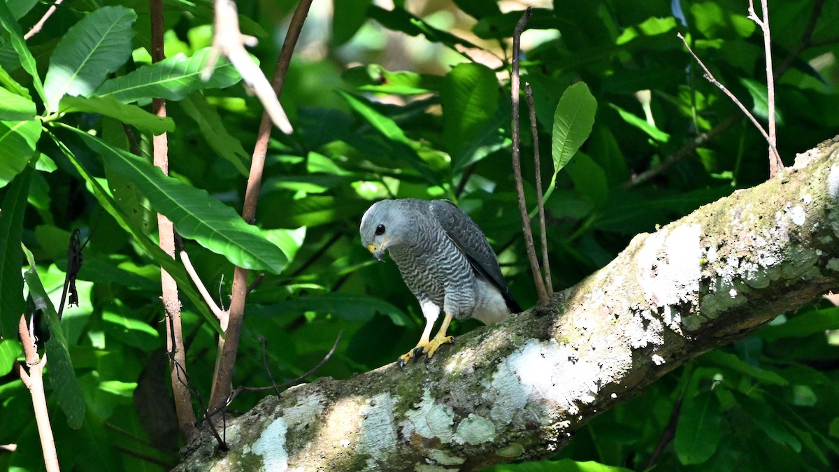 Gray Hawk - ML645147159