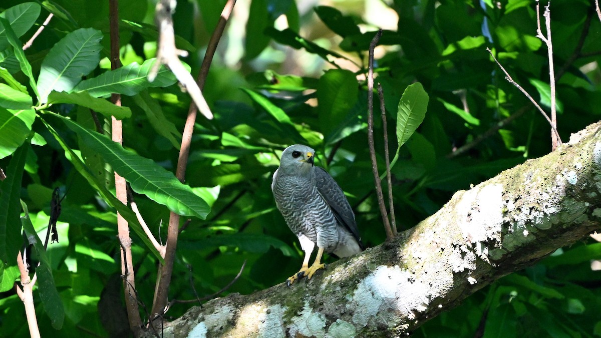 Gray Hawk - ML645147160