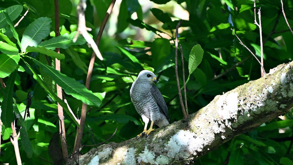 Gray Hawk - ML645147161