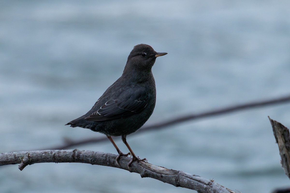 American Dipper - ML645147162