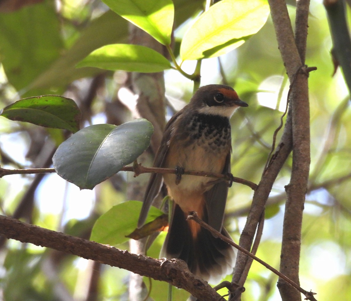 Australian Rufous Fantail - ML645147164