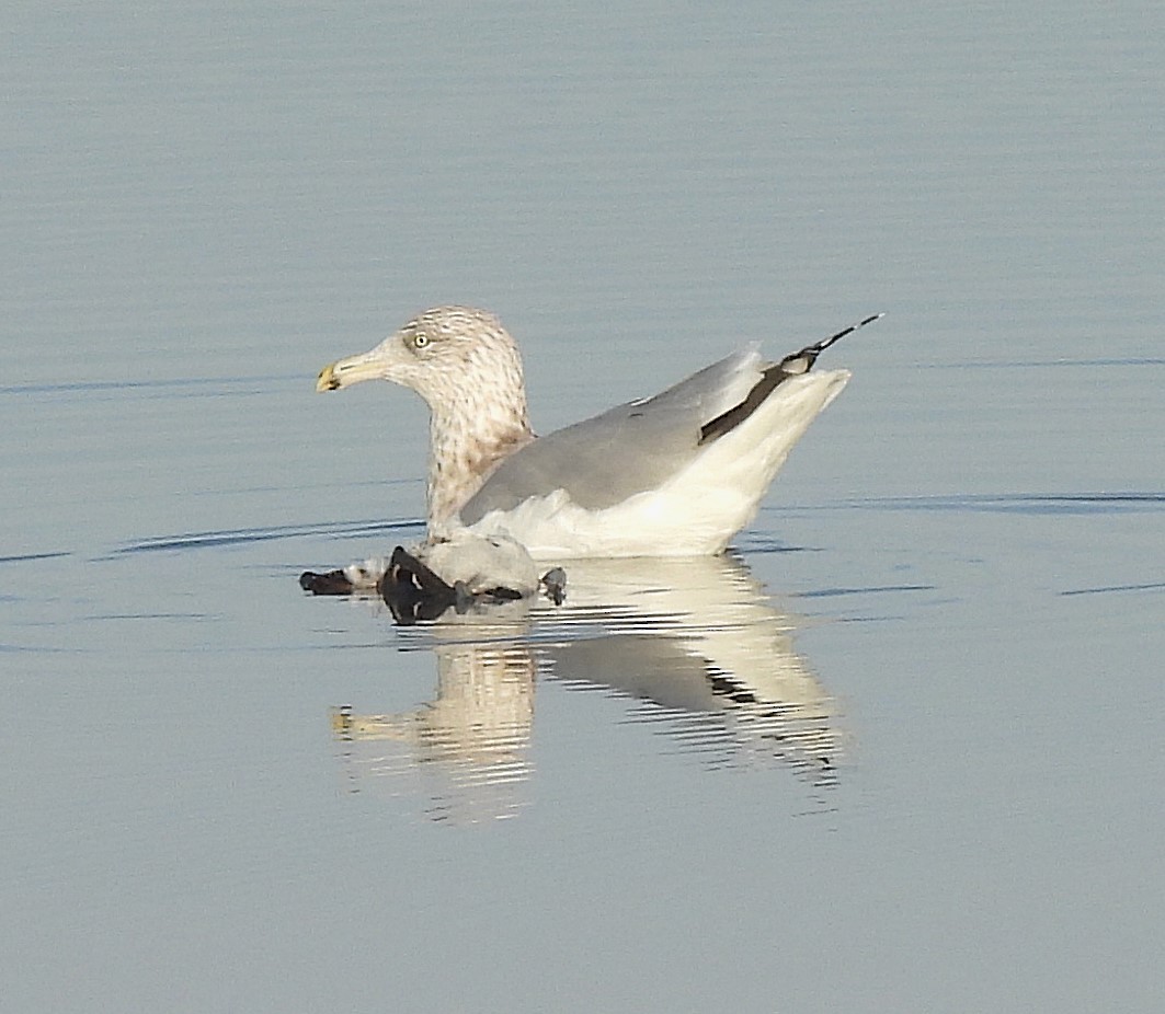 American Herring Gull - ML645147166