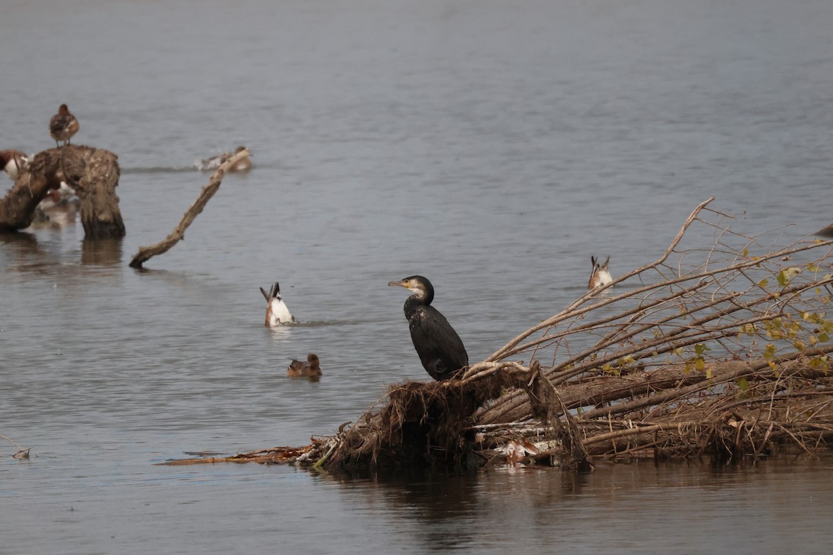 丹氏鸕鷀 - ML645147167