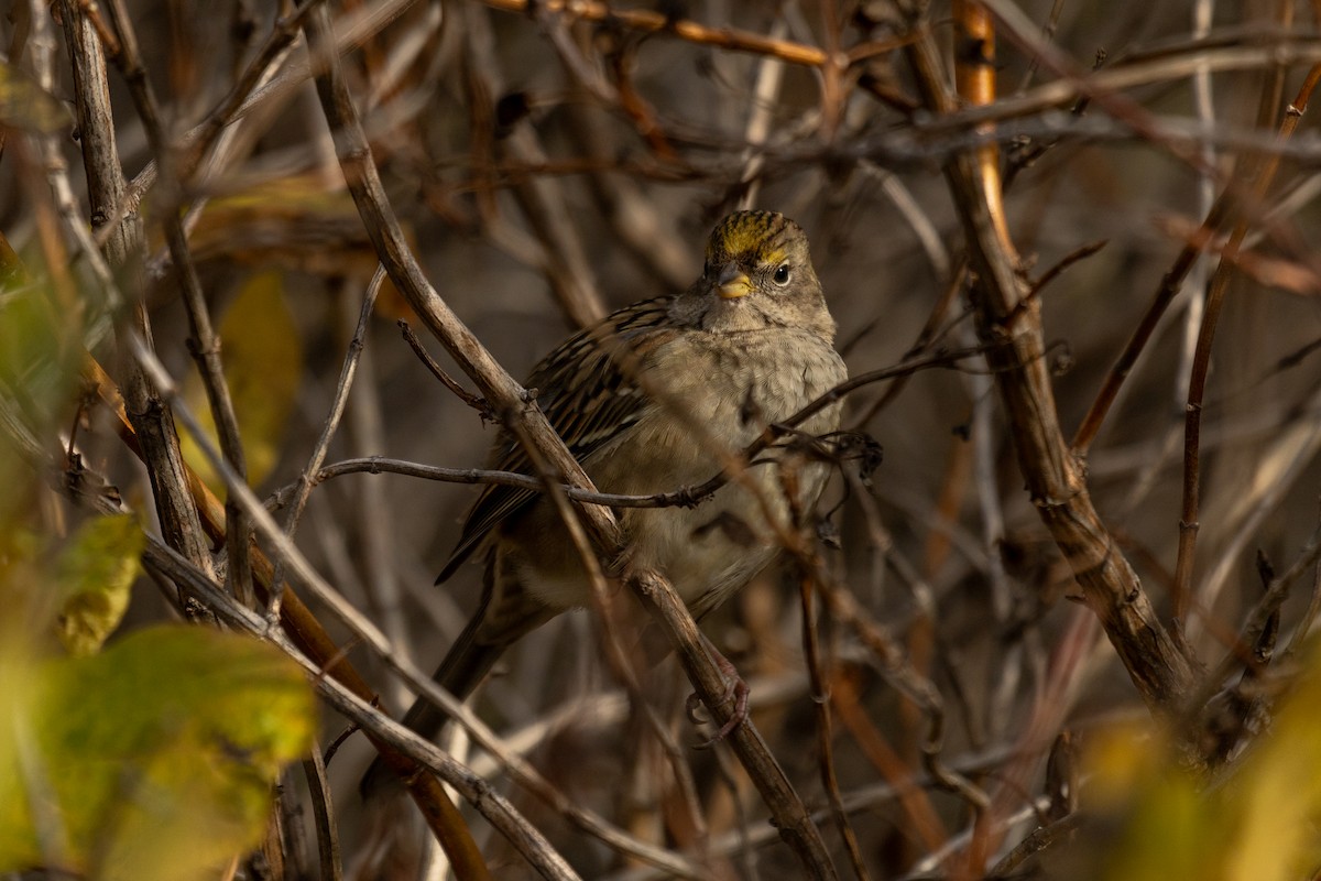 Golden-crowned Sparrow - ML645147168