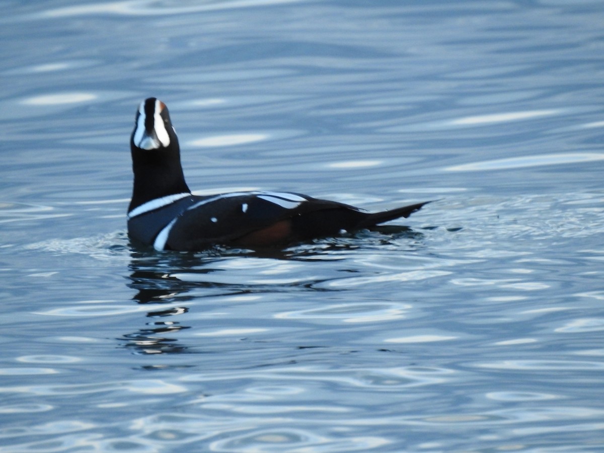 Harlequin Duck - ML645147169