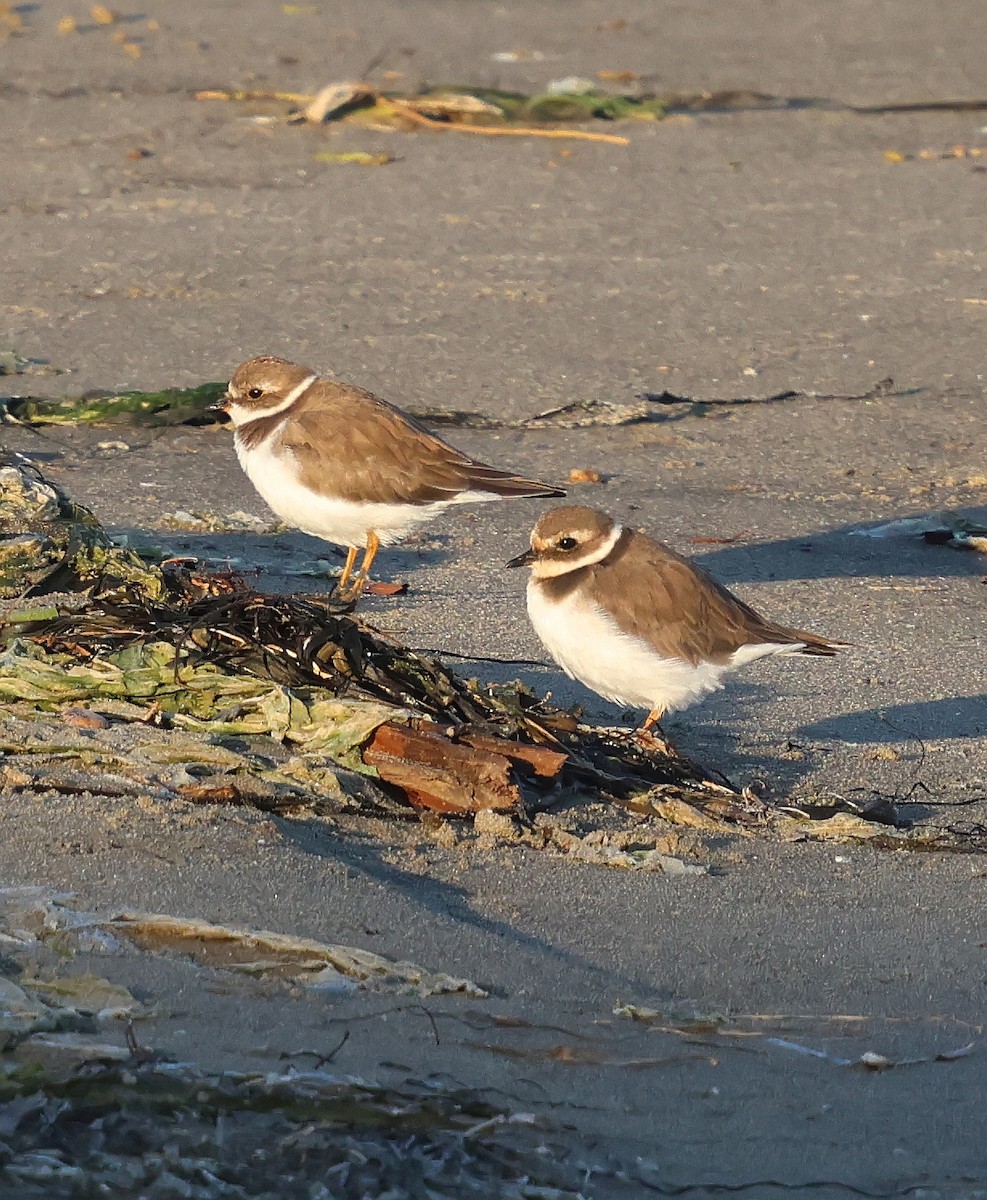 環頸鴴 - ML645147170