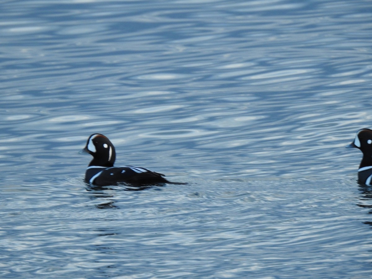 Harlequin Duck - ML645147172