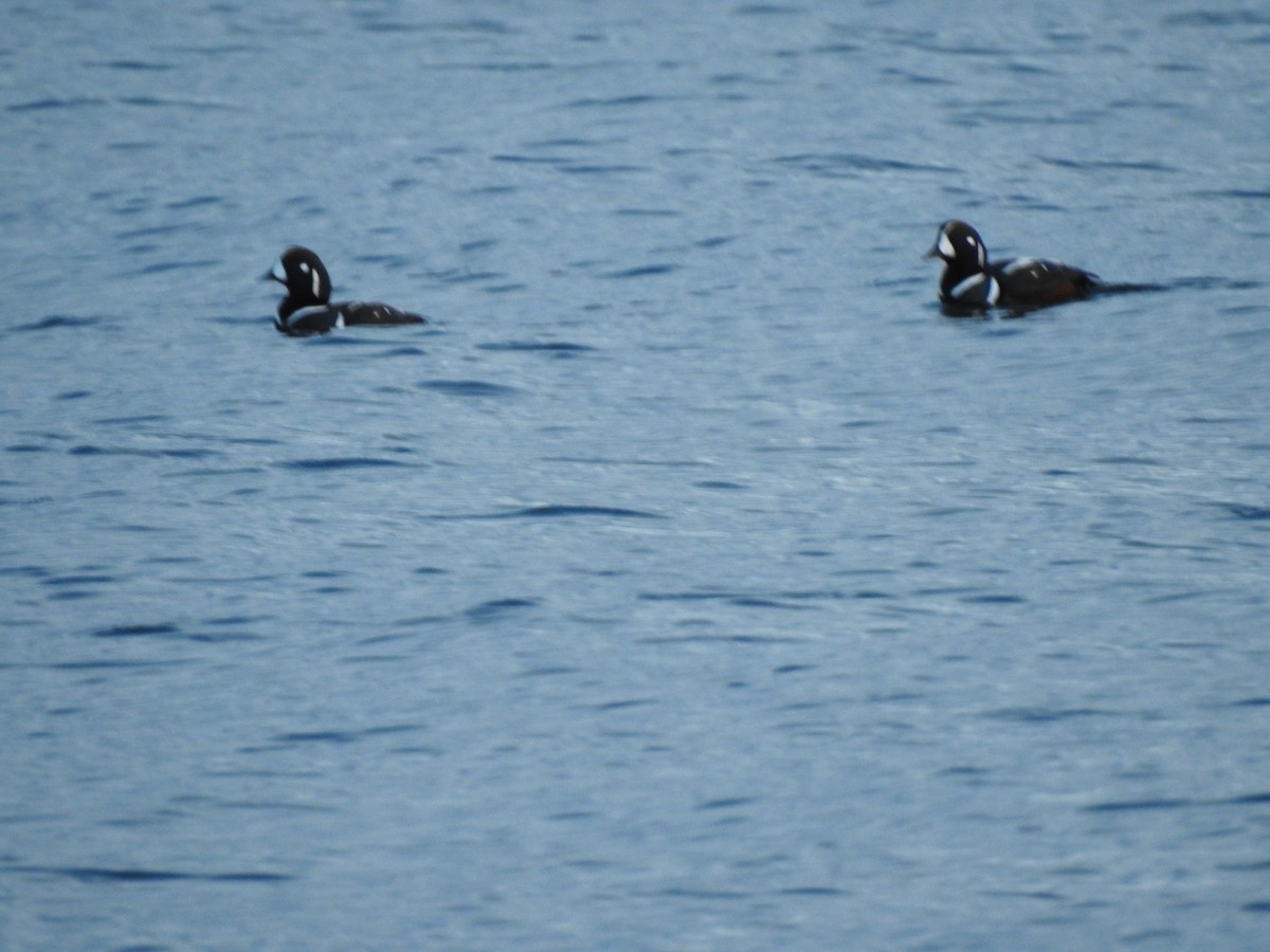 Harlequin Duck - ML645147173