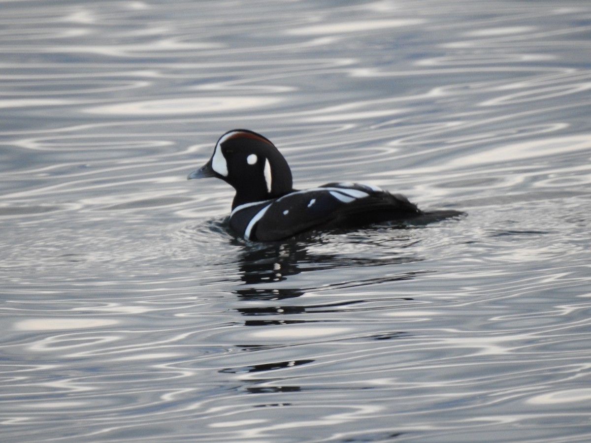 Harlequin Duck - ML645147174