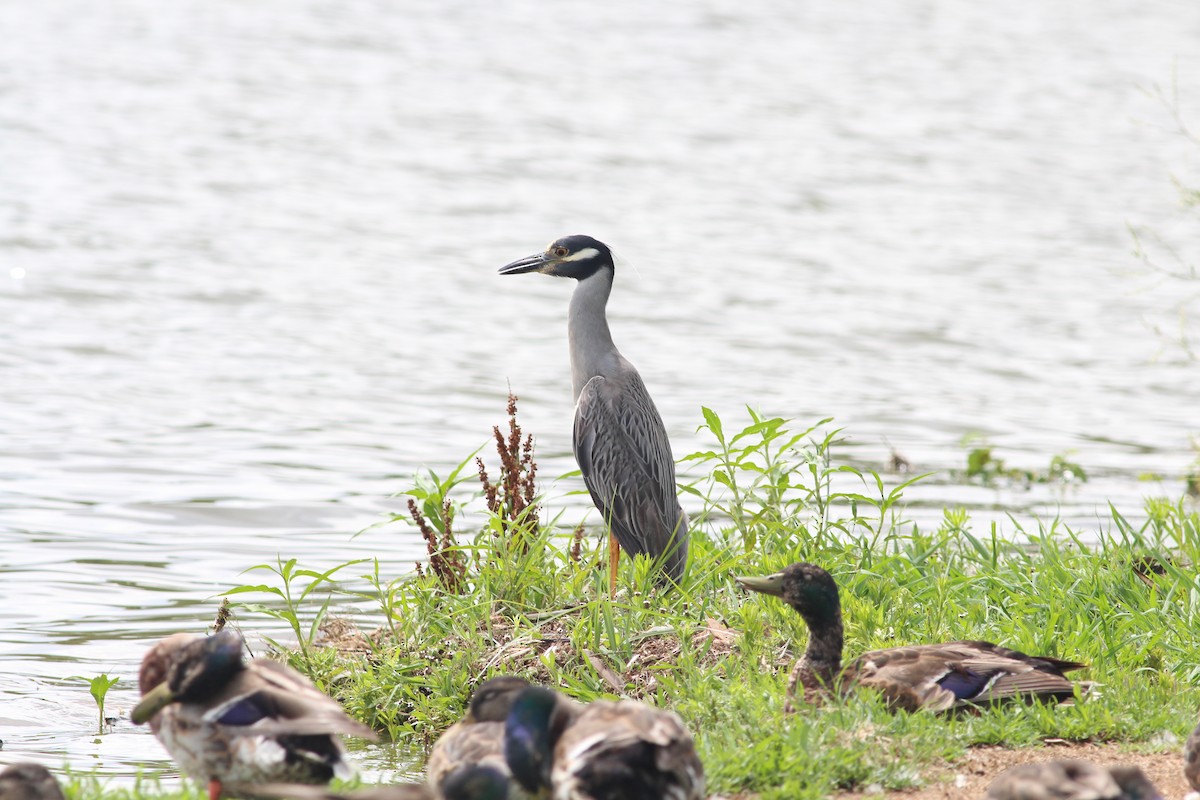 Sarı Tepeli Gece Balıkçılı - ML645147180