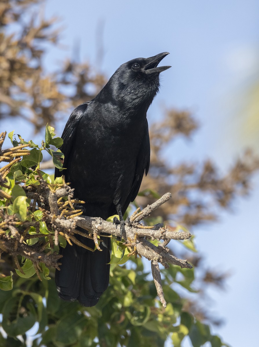 ウオガラス - ML645147206