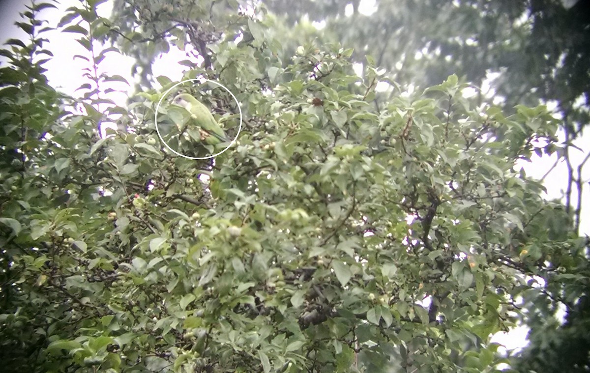 Monk Parakeet - ML64514721