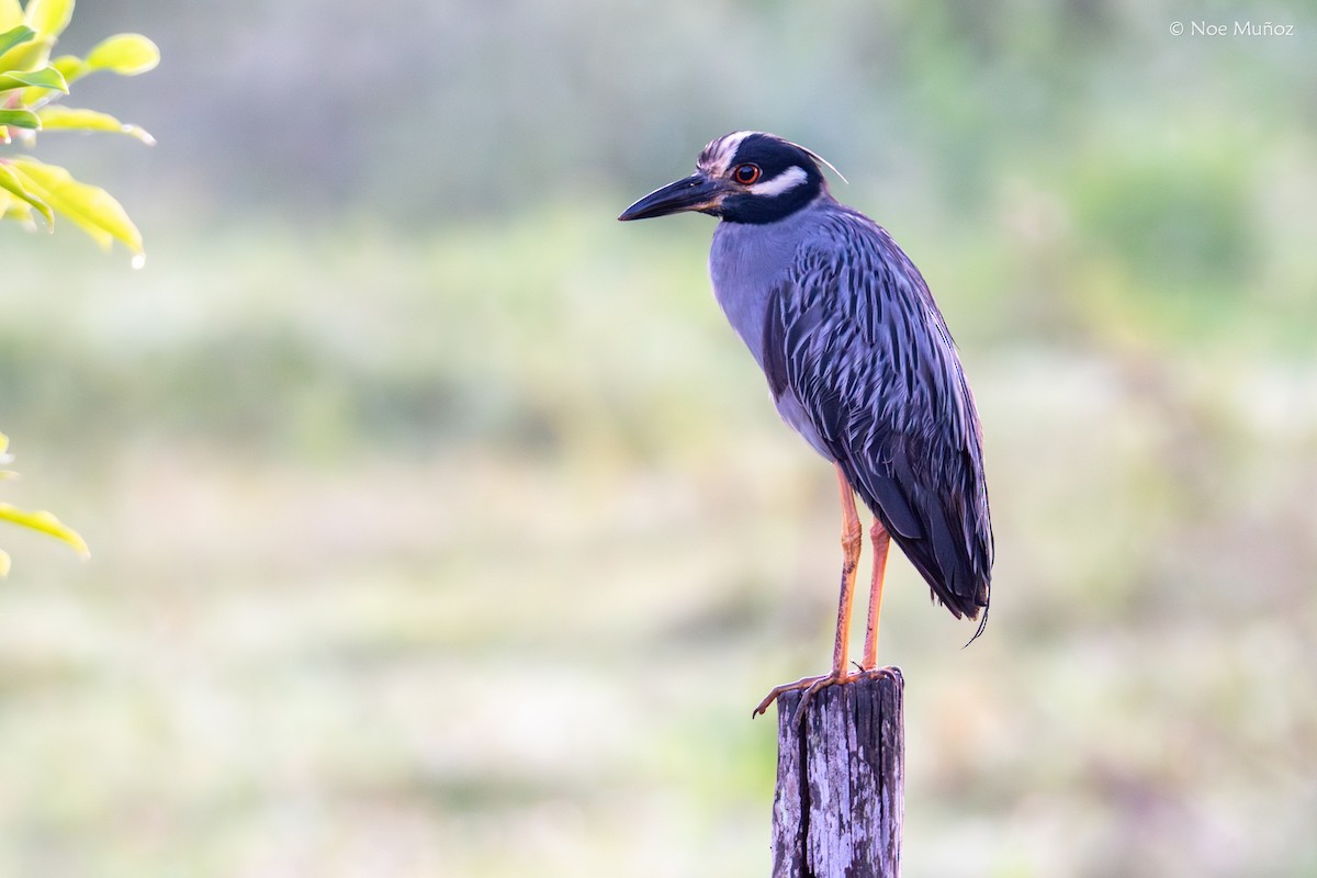 Sarı Tepeli Gece Balıkçılı - ML645147220