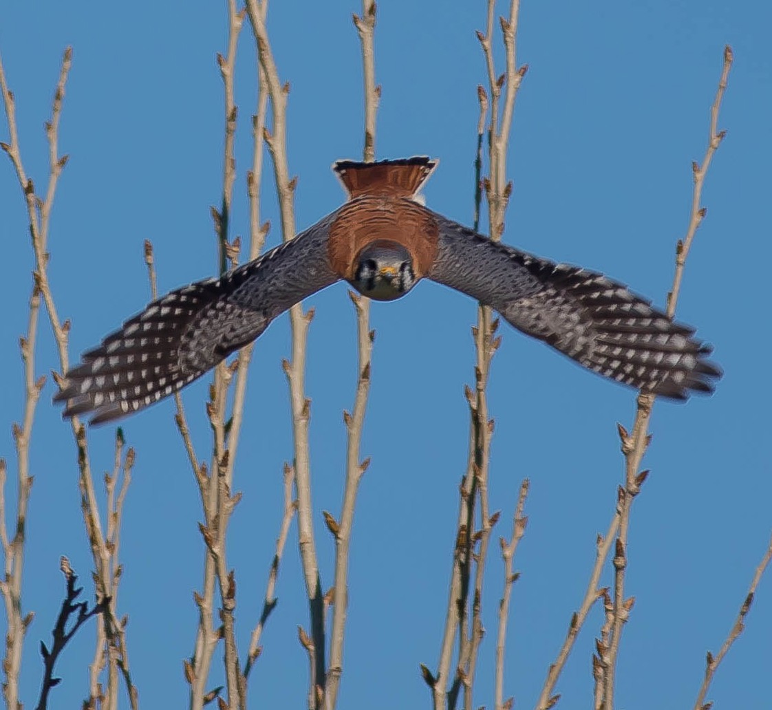 בז אמריקני - ML645147226