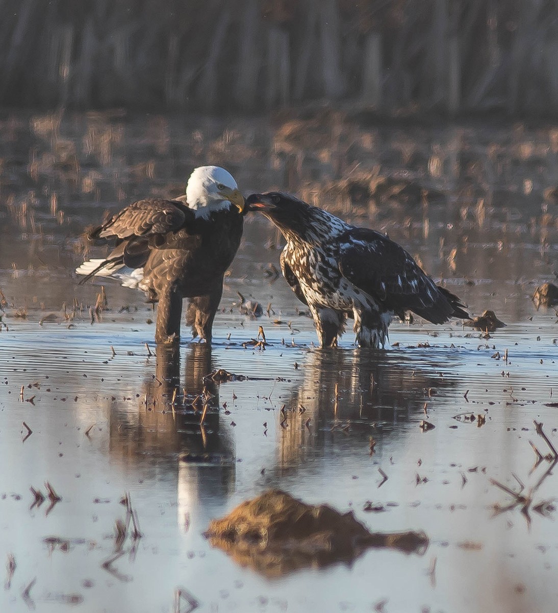 עיטם לבן-ראש - ML645147239