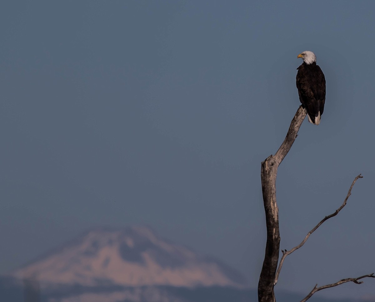 עיטם לבן-ראש - ML645147240
