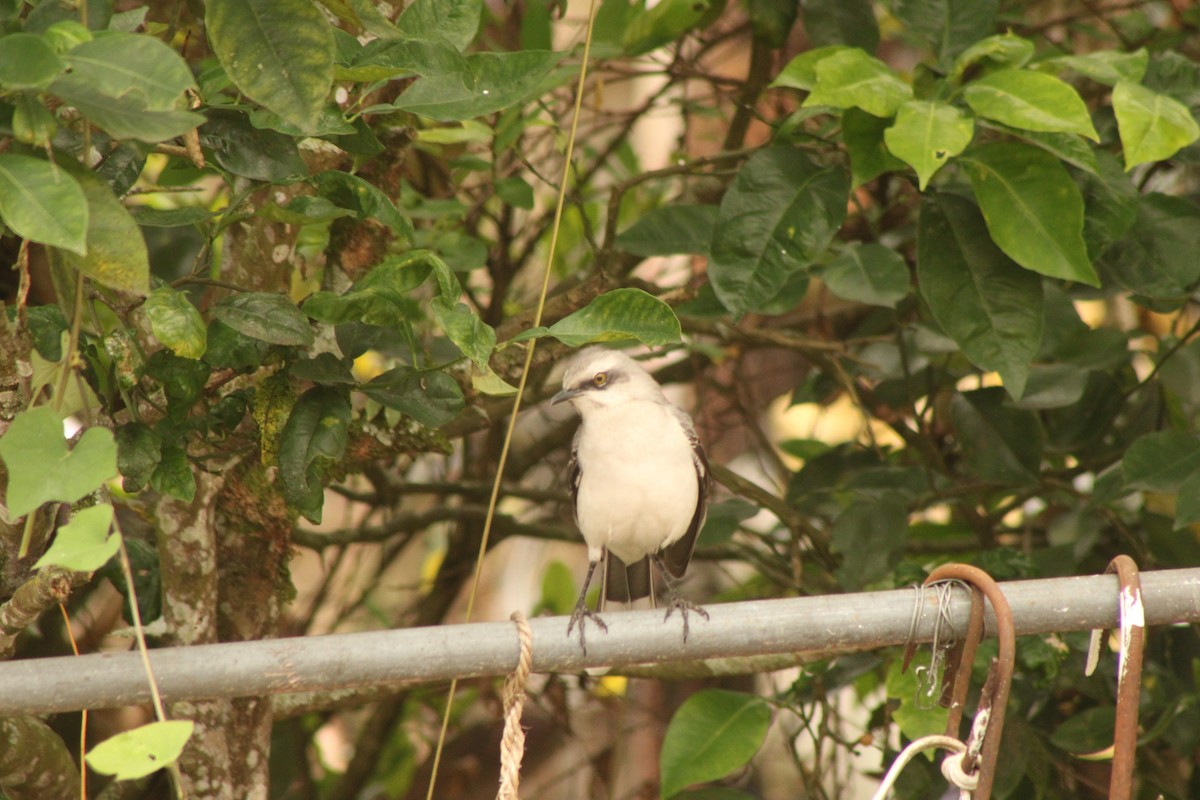 Tropikal Taklitçi - ML645147253