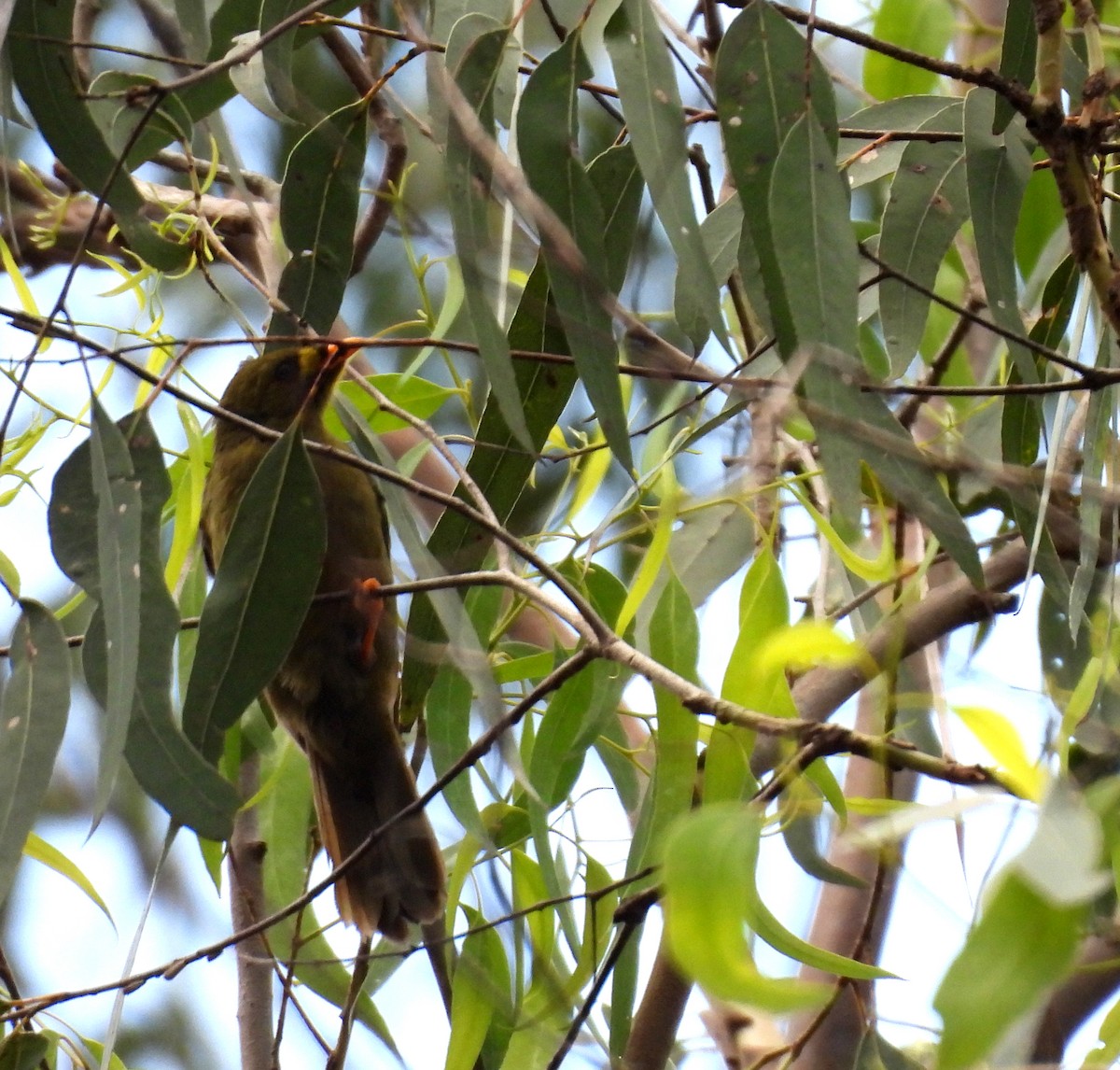 Glockenhonigfresser - ML645147260