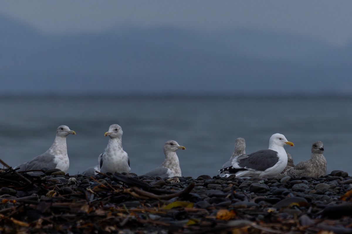 Western Gull - ML645147261